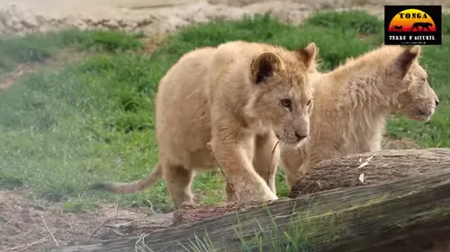 6 lions viennent d'arriver au zoo de Saint-Martin-la-Plaine