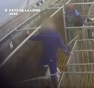 Maltraitance des veaux : L214 porte plainte