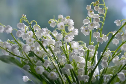 1er mai : les règles à respecter pour la vente de muguet