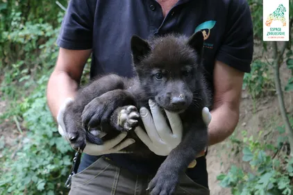 Zoo de Saint-Martin-la-Plaine : naissance de quatre louveteaux