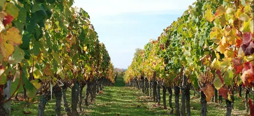 Coup d’envoi des vendanges en Anjou