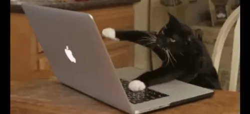 La téléconsultation autorisée... pour les animaux !