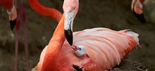 Naissance de flamants roses au zoo de la Palmyre