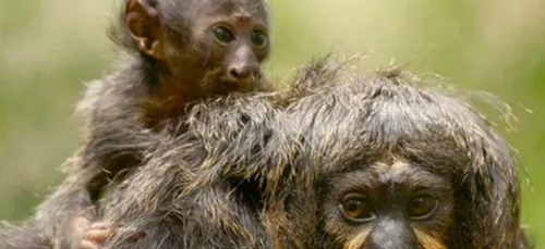 Naissance d’un jeune Saki au zoo des Sables d’Olonne