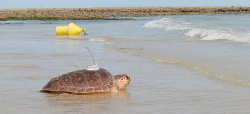 Suivez le périple de la tortue échouée dans le Morbihan