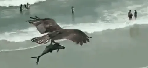 Vidéo : un rapace filmé transportant... un requin !