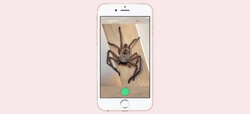 Critterpedia : une appli façon Shazam pour identifier les araignées