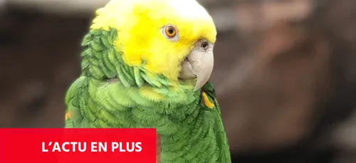 En Angleterre, un perroquet chante du Beyonce et fait le buzz !