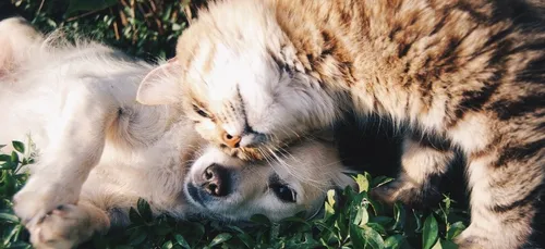 Découvrez le top des noms d'animaux en 2020 !