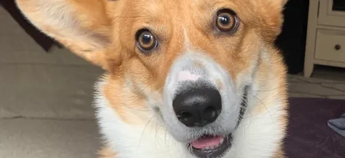 Insolite : Un corgi très amical fait des câlins à tous les chiens...