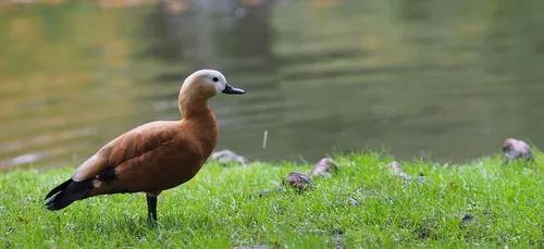 Limoges : elle promène son canard en laisse dans la rue