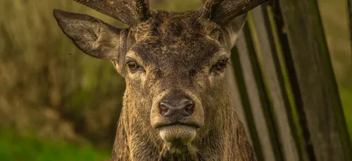 Un cerf s'enfuit et vole le fusil d'un chasseur en République tchèque