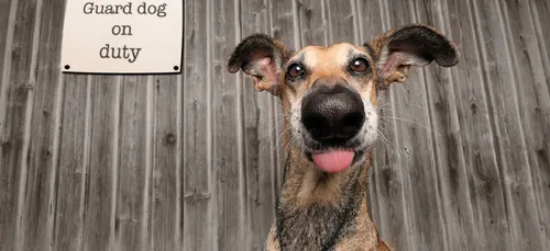 Les photos d’animaux les plus drôles de 2020 récompensées !