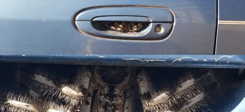 En Australie, une conductrice découvre une énorme araignée dans sa...