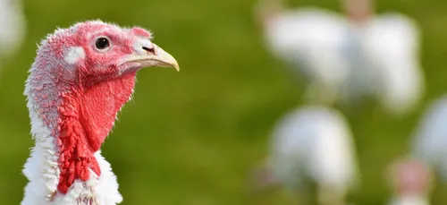 En Lettonie, ils volent une dinde et la saoule à la vodka lors d'un...