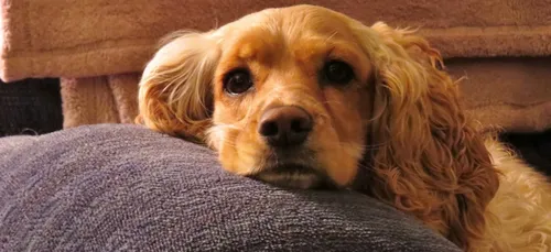 Brest : par peur d’un chien, il saute du 4e étage d’un immeuble