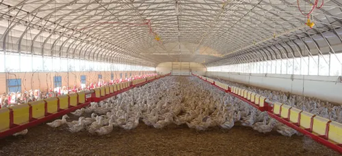 Grippe aviaire : une première contamination de canards d'élevage...