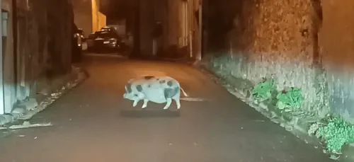 Deux-Sèvres : un cochon en vadrouille interpellé à Mauléon
