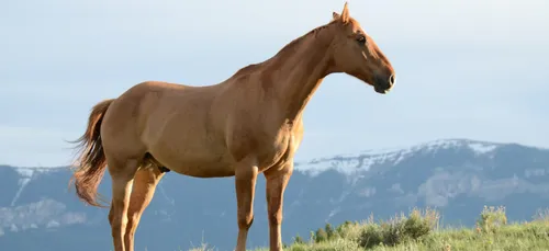 Chevaux mutilés : 500 cas recensés mais seulement 16% d’origine...