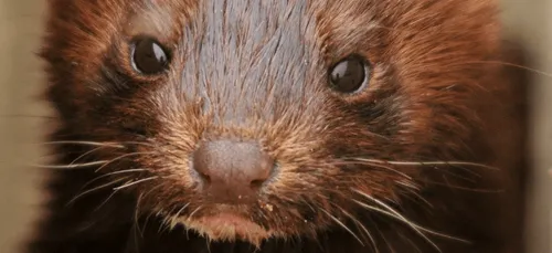 Les trois derniers élevages français de visons indemnes du Covid-19