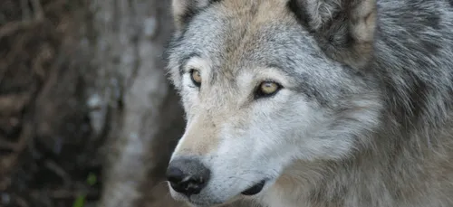 Les loups des Deux-Sèvres à nouveau repérés