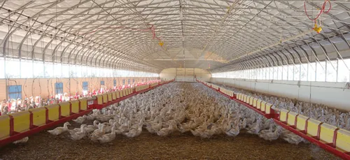 Vendée : suspicion de grippe aviaire dans un élevage