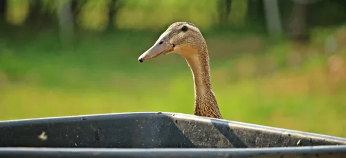 Influenza aviaire : deux élevages touchés en Vendée et en Deux-Sèvres