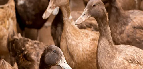 Un deuxième cas de grippe aviaire en Bretagne