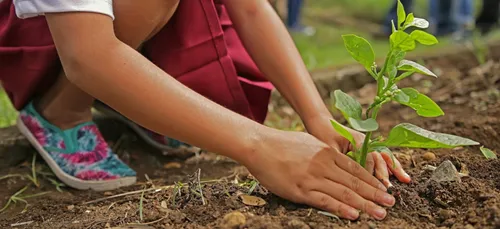 Environnement : la France va planter 50 millions d'arbres pour...