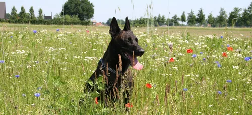 Indre : condamné pour avoir jeté son chien par la fenêtre
