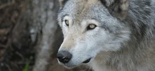 Le dernier loup des Deux-Sèvres a été capturé