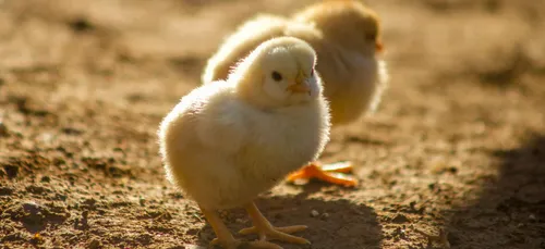 Vendée : 23 000 poussins meurent dans un incendie