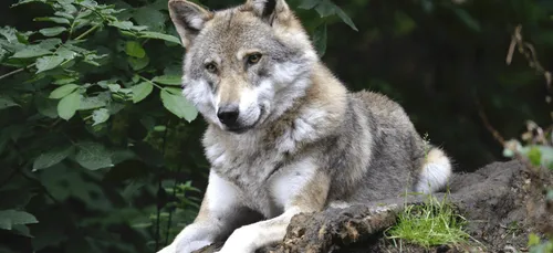 Deux-Sèvres : le troisième loup qui s'était échappé a été euthanasié