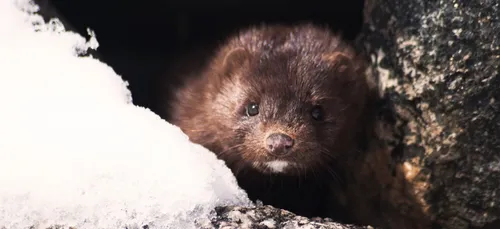 Covid-19 : 4 millions de visons bientôt déterrés au Danemark