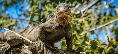 Floride : gare aux pluies d’iguanes pour Noël