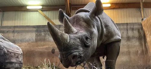Doué-la-Fontaine : une femelle rhinocéros noire a rejoint le Bioparc !