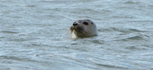 Calvados : il photographie un phoque en train de manger un sac...