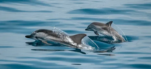 Guérande : deux dauphins piégés par la marée basse