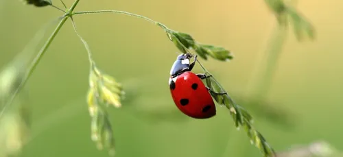 D’ici 2050, près de 90% des animaux terrestres pourraient perdre...