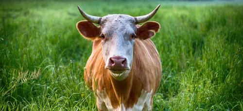 Bretagne : un taureau agressif dans les rues de Saint-Grégoire