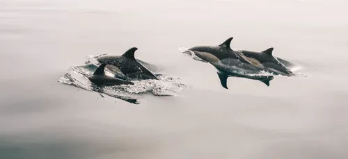 Une trentaine de dauphins échoués sur l’Ile de Ré