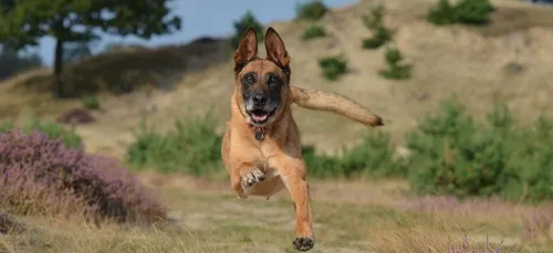 Un chien retrouvé dans l’Indre 14 mois après sa disparition