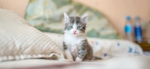 Arielle Dombasle gagne "Les Reines du shopping" et fait un don à un...