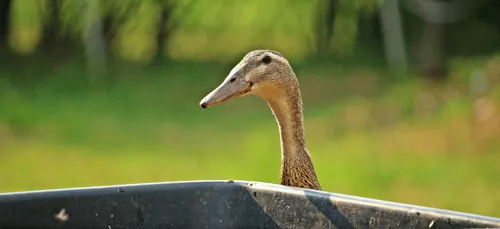 Grippe aviaire : 7 500 canards abattus en Vendée