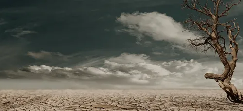 Au Sahel, une "muraille verte" pour contrer l'avancée du désert