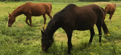 Chevaux mutilés : six mois avec sursis pour avoir menacé deux...