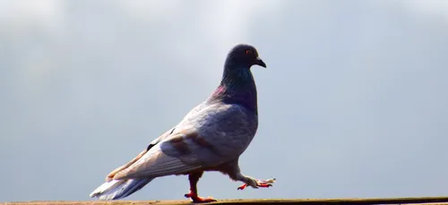 Australie : un pigeon ne respecte pas la quarantaine, des experts...