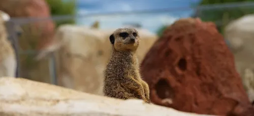 Emploi : le zoo de Beauval poursuit ses recrutements, malgré la...