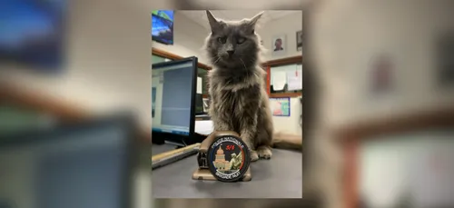 Pirate, le chat policier star d’Instagram !