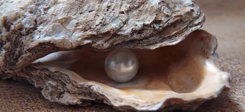 Bretagne : une jolie perle découverte dans une huître